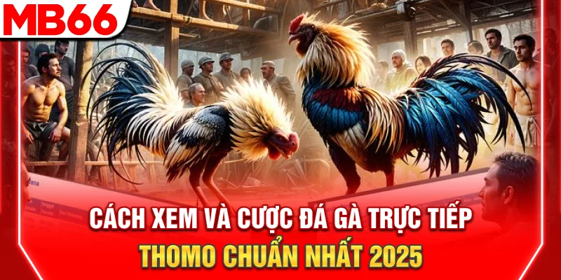 Cách Xem Và Cược Đá Gà Trực Tiếp Thomo Chuẩn Nhất 2025