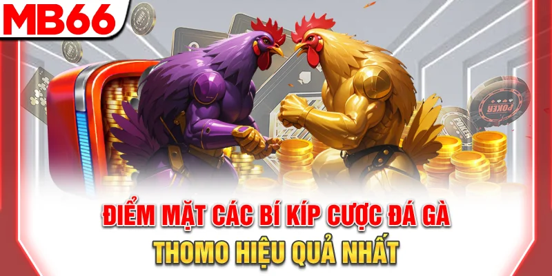 Điểm mặt các bí kíp cược đá gà Thomo hiệu quả nhất