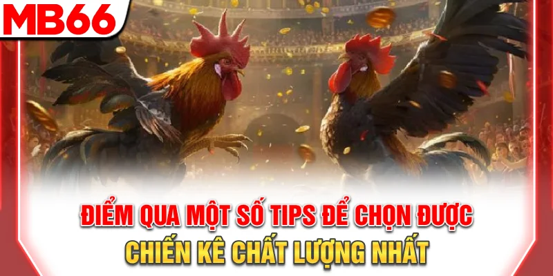 Hướng Dẫn Đá Gà Philippines: Luật Chơi Và Kinh Nghiệm 9 Bỏ túi một số tips để chọn được chiến kê chất lượng nhất