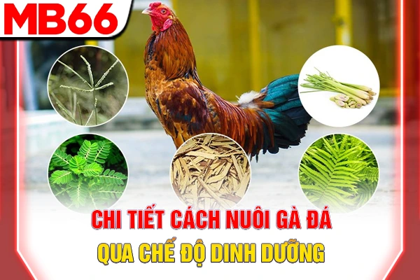 Cách Nuôi Gà Đá - Bí Kíp Chăm Sóc Chiến Kê Sung Mãn 6 Chi tiết cách nuôi gà đá qua chế độ dinh dưỡng