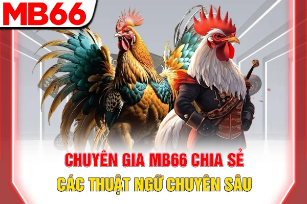 Chuyên gia MB66 chia sẻ các thuật ngữ chuyên sâu