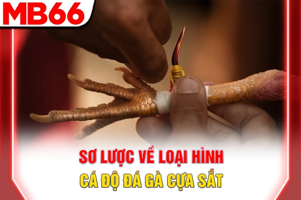 Cách Chơi Đá Gà Cựa Sắt - Bí Quyết Thắng Lớn Tại MB66 5 Sơ lược về loại hình cá độ đá gà cựa sắt